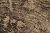 Polished Oligocene Petrified Wood (Pinus) - Australia #212480-1